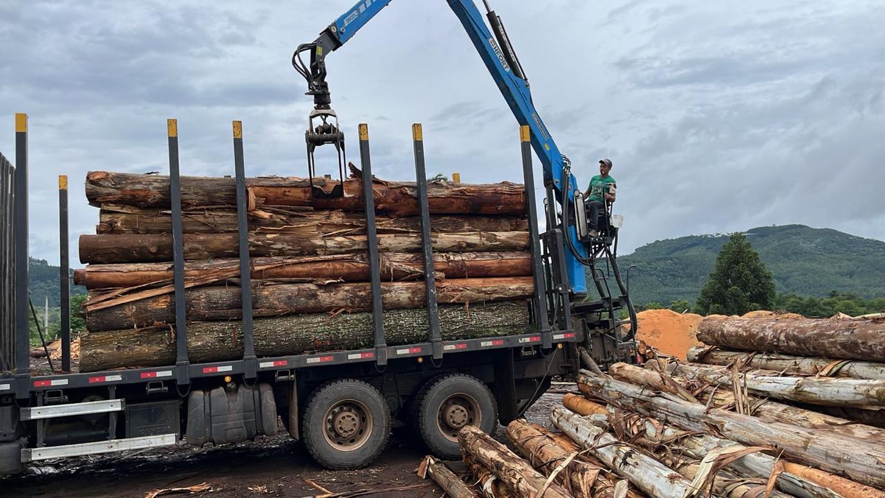 Madeira para exportação